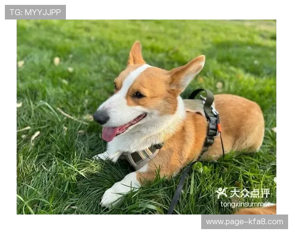 跑得快的狗狗如何成为最佳宠物陪伴,陪你畅享快乐时光 跑得快的狗狗如何成为最佳宠物陪伴,陪你畅享快乐时光